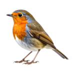 Robin